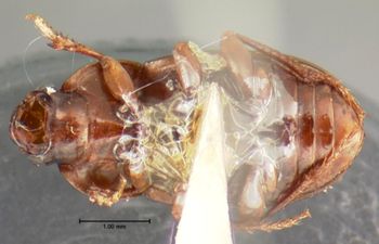 Media type: image;   Entomology 34446 Aspect: habitus ventral view